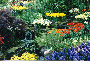 05-Keukenhof_flowers.gif - 7514 Bytes