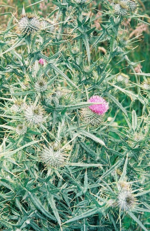 D7-045.jpg