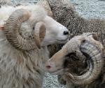 Ks0342.jpg