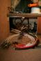 2006-11-25-1DMkII-HN7J9966